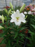 [5601 VH31 Fredo No01.JPG]